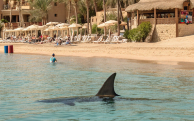 В Египте закрывают пляжи из-за нашествия акул