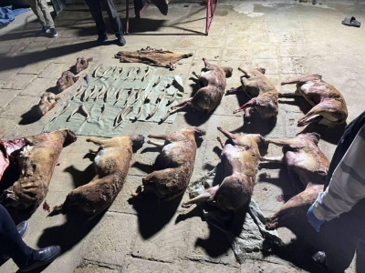 Во дворе одного из домов Мангистауской области нашли туши и рога сайги &nbsp;&nbsp;