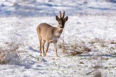 Лесная гостья устроила прогулку по Липецку