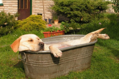 Жара до +41°С ожидается в Туркестанской области