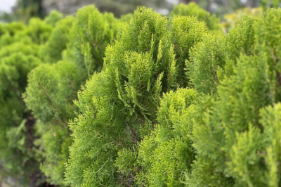 Почему туя весной желтеет &mdash; простой способ вернуть дереву здоровый вид и красоту