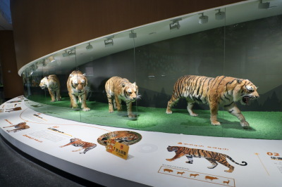 В Китае обсудили будущее тигров: WWF Центральная Азия поделился опытом Казахстана