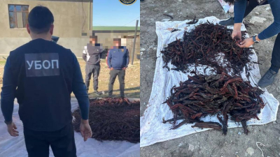 Почти 100 кг редкого растения собрали задержанные жители Туркестанской области