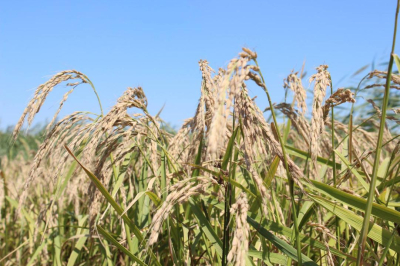 Рис с высокой водоэффективностью вывели в Казахстане