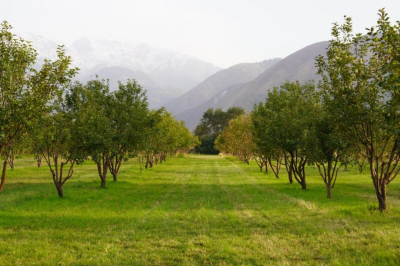 Еще 110 га яблоневых садов разобьют до 2027 года в Казахстане