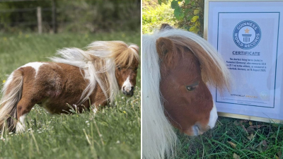 Самый маленький в мире конь живет в Германии