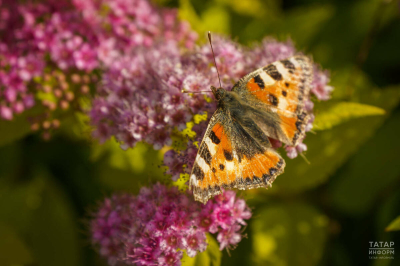 Гидрометцентр представил прогноз погоды в Татарстане на апрель-сентябрь 2026 года